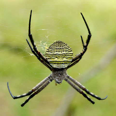 Yellow and black orb weaver  Argiope aemula,Geotagged,Papua New Guinea,spider