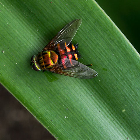 Large red-striped fly  Geotagged,Papua New Guinea