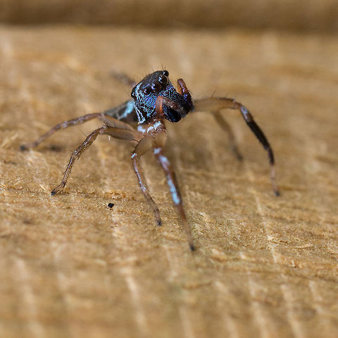 Blue patterned jumping spider  Geotagged,Jumping Spider,Papua New Guinea,Salticidae,spider