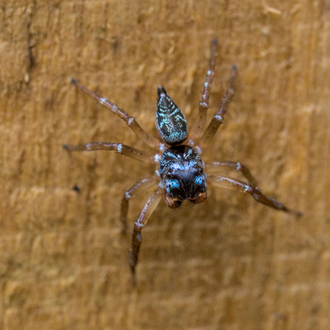 Blue patterned jumping spider - dorsal view  Geotagged,Jumping Spider,Papua New Guinea,Salticidae,Spider