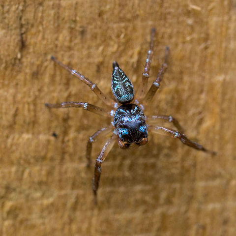 Blue patterned jumping spider - dorsal view  Geotagged,Jumping Spider,Papua New Guinea,Salticidae,Spider