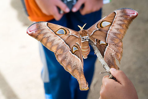 A very big moth  Coscinocera hercules,Geotagged,Hercules Moth,Papua New Guinea