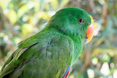 Male Red-Sided Eclectus Parrot New Guinea sub-variety of Eclectus roratus.   Eclectus Parrot,Eclectus roratus,New Guinea,Papua New Guinea,bird,nature,polycholoros