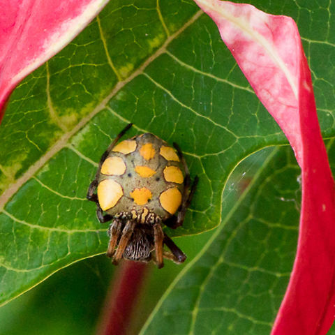 Unknown Spider This spider was found hiding on a poinsettia flower close to a small web.  Is this a type of jumping spider?  I'd love input on classifying it. Papua New Guinea,Spider,yellow