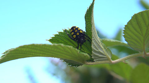 Yellow and Black Spider Found in Eastern Highlands, Papua New Guinea Papua New Guinea,Salticidae,Spider,black,yellow