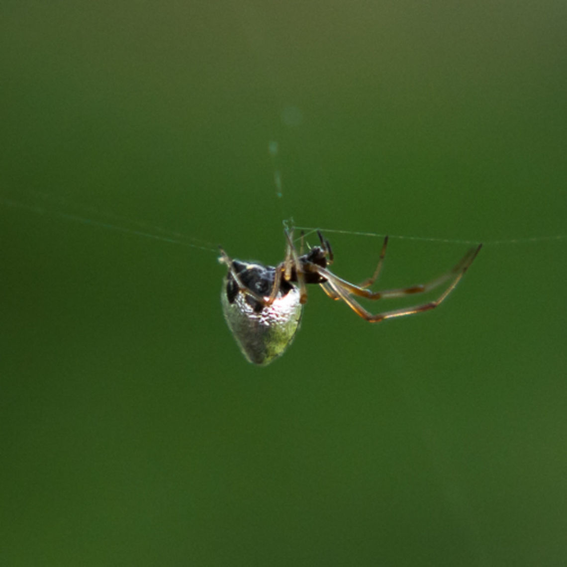Dewdrop Spider I found two of these minuscule spiders sharing the web of a black spiny-backed orb weaver.  The silver is a bright metallic color. Argyrodes miniaceus,Papua New Guinea,Spider,silver