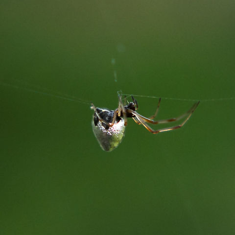 Dewdrop Spider I found two of these minuscule spiders sharing the web of a black spiny-backed orb weaver.  The silver is a bright metallic color. Argyrodes miniaceus,Papua New Guinea,Spider,silver