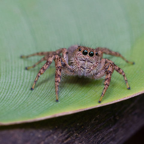 Brown jumping spider  Jumping Spider,Papua New Guinea,Salticidae,Spider