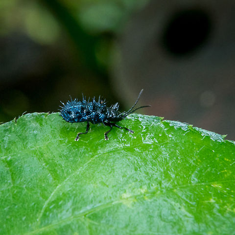 Spiny Leaf Beetle  Leaf beetle,Papua New Guinea
