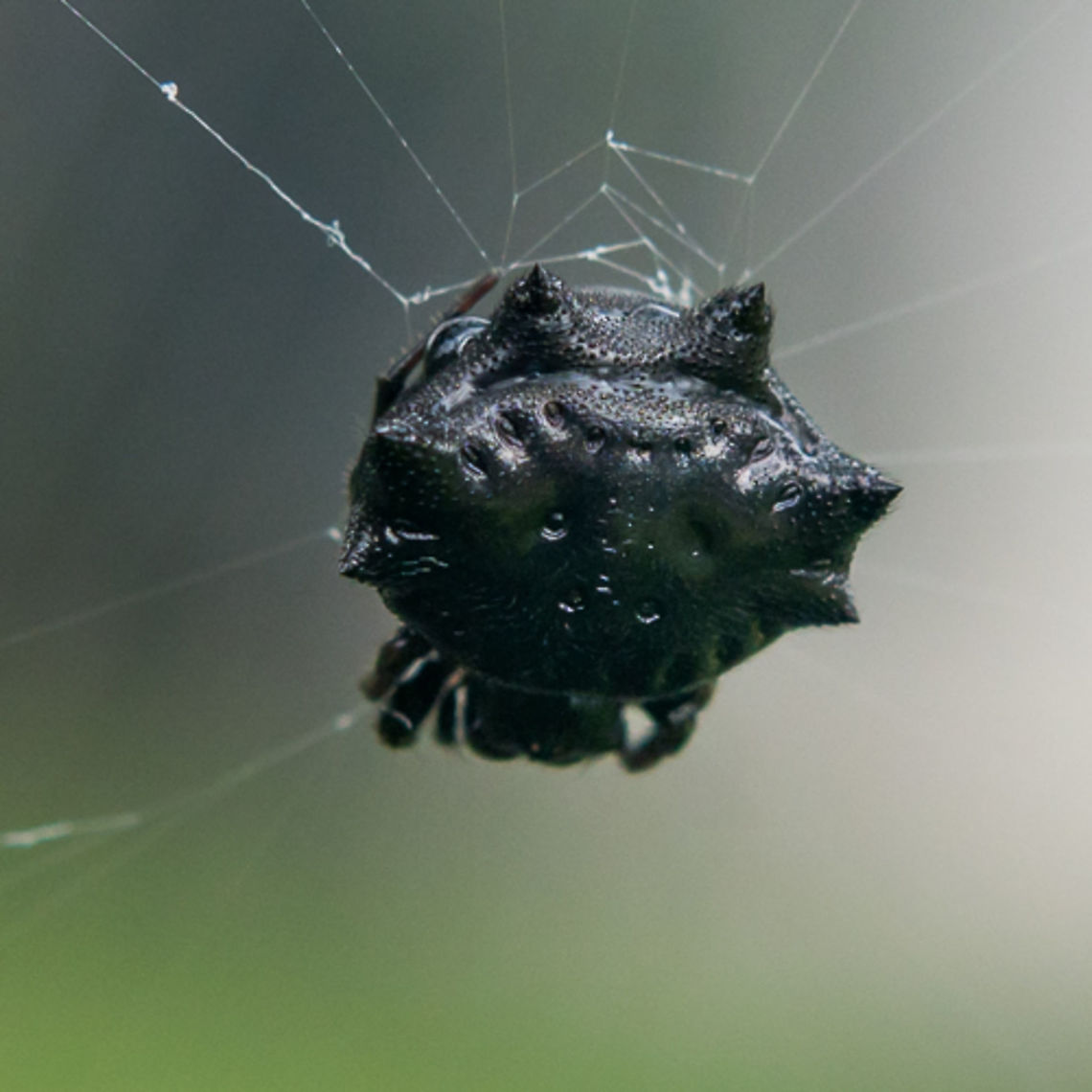 Black Spiny Orb Weaver  Austracantha minax,Christmas spider,Papua New Guinea,Spider,black,orb weaver,spiny orb weaver