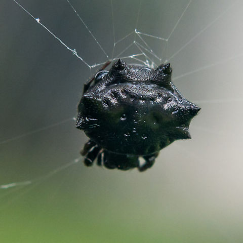 Black Spiny Orb Weaver  Austracantha minax,Christmas spider,Papua New Guinea,Spider,black,orb weaver,spiny orb weaver
