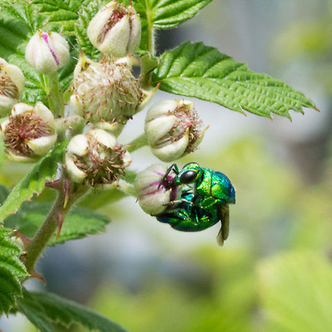 Cuckoo wasp, Papua New Guinea  Papua New Guinea,cuckoo wasp