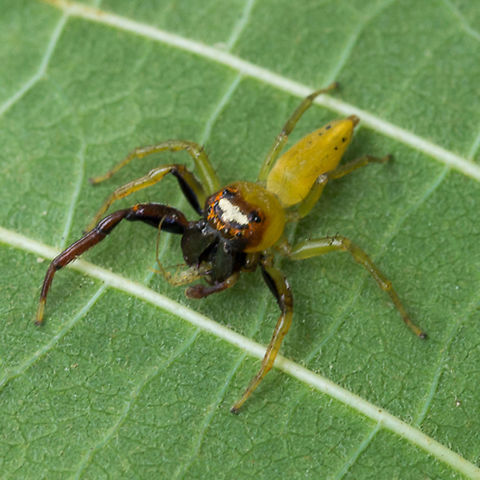 Jumping spider having lunch  Jumping Spider,Papua New Guinea,Spiders