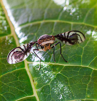 Picture-Winged Fly  Fall,Geotagged,Papua New Guinea