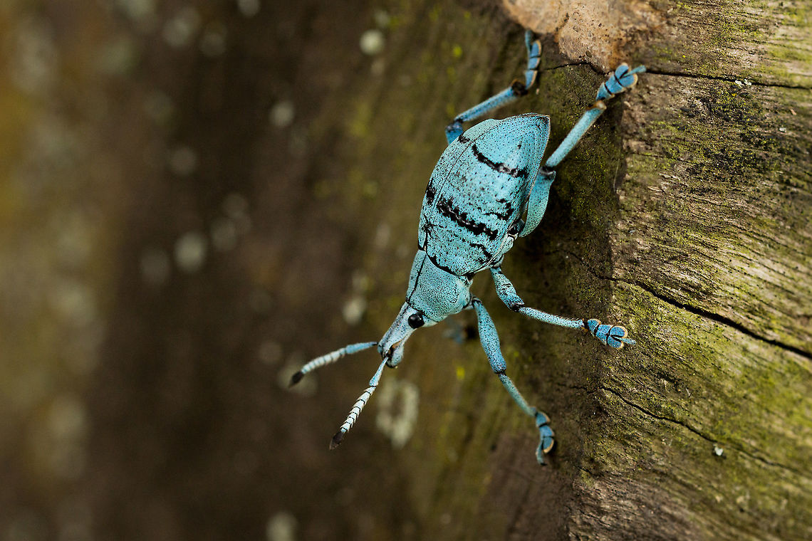 Blue Weevil This stunning weevil was found in the Pamosu language area of Madang Province, Papua New Guinea. Blue,Geotagged,Papua New Guinea,weevil