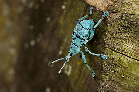 Blue Weevil This stunning weevil was found in the Pamosu language area of Madang Province, Papua New Guinea. Blue,Geotagged,Papua New Guinea,weevil
