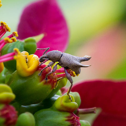 Weevil on Poinsettia  Geotagged,Papua New Guinea