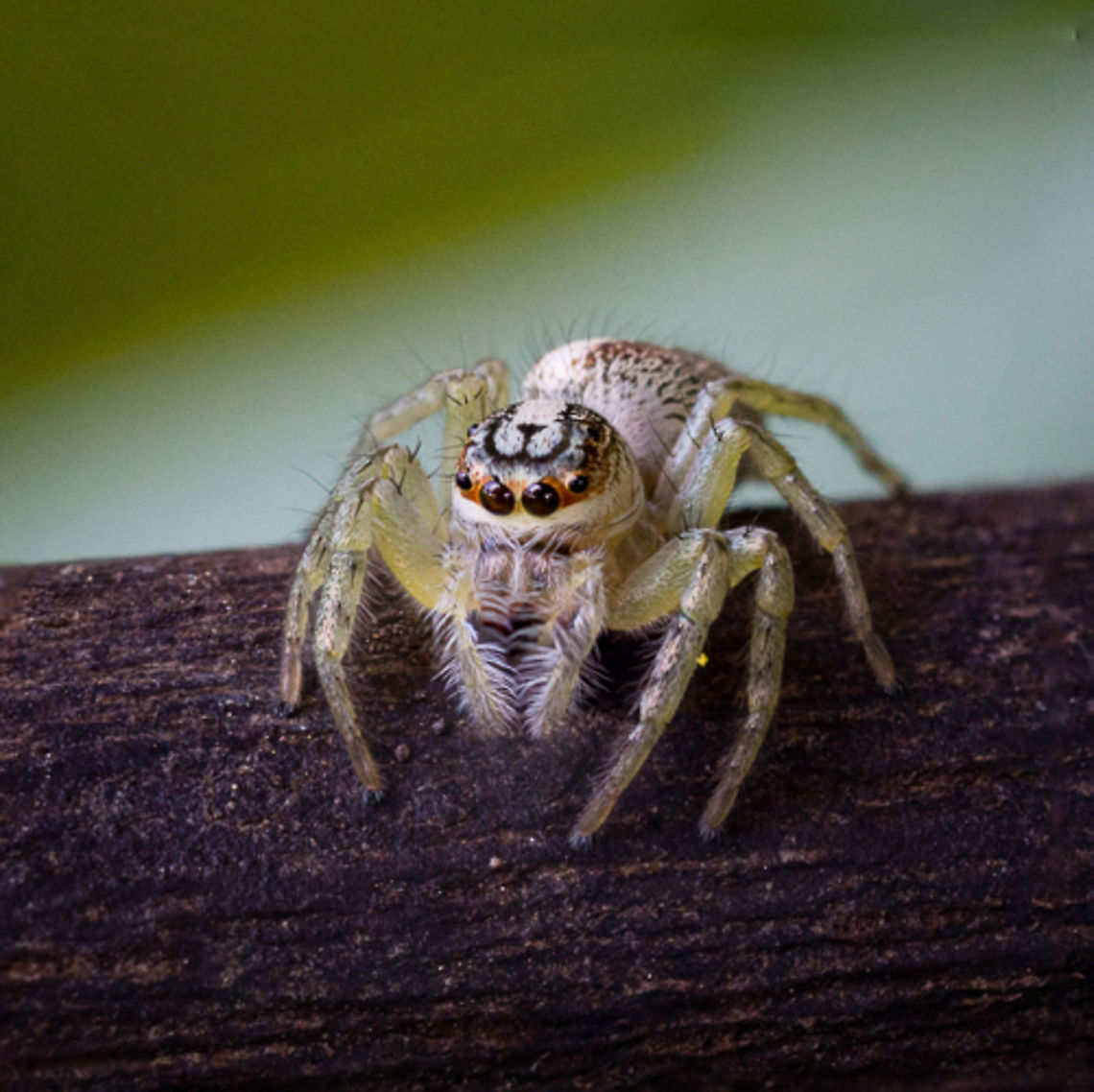 White and orange jumping spider This was a new variety I haven't seen before in my yard.  I love how the top of its head looks like a cartoon cat or dog face with the nose and mouth. Geotagged,Jumping Spider,Papua New Guinea,Spiders,White