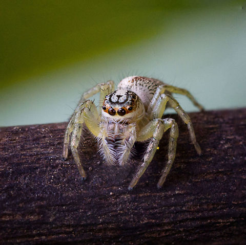 White and orange jumping spider This was a new variety I haven't seen before in my yard.  I love how the top of its head looks like a cartoon cat or dog face with the nose and mouth. Geotagged,Jumping Spider,Papua New Guinea,Spiders,White