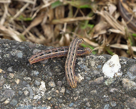 Lawn Armyworm Can anyone help me confirm this identification?  Found a large swarm of these destroying a sports field. Geotagged,Lawn armyworm,Papua New Guinea,Spodoptera mauritia