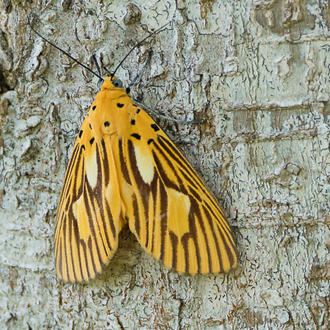 Asota orbona  Asota orbona,Geotagged,Papua New Guinea,moth