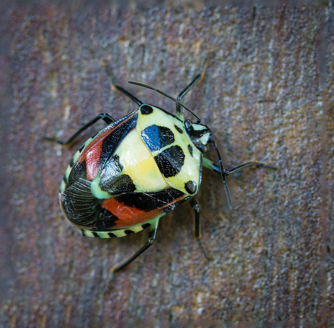 Colorful Shield Bug  Geotagged,Hyrmine sexpunctata,Papua New Guinea