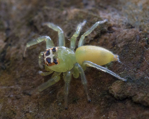 yellow jumping spider  Geotagged,Jumping Spider,Papua New Guinea,Salticidae