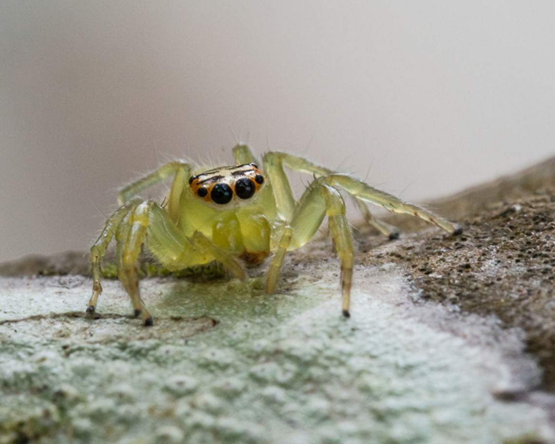 yellow jumping spider  Geotagged,Jumping Spider,Papua New Guinea,Salticidae