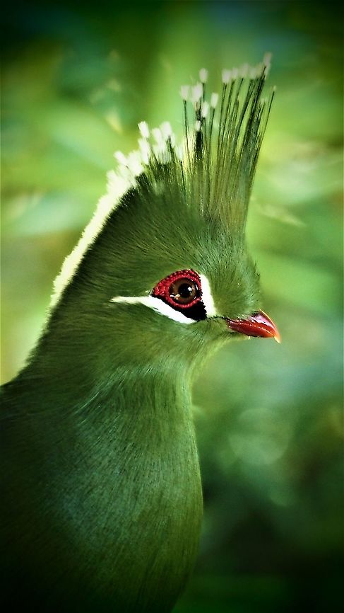 Livingtone's Turaco Very Similiar in appearance to Schalow&#039;s Turaco Geotagged,Livingstones Turaco,South Africa,Spring,Tauraco livingstonii