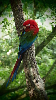 Green Wing Macaw  Ara chloropterus,Geotagged,Red-and-green macaw,South Africa,Spring