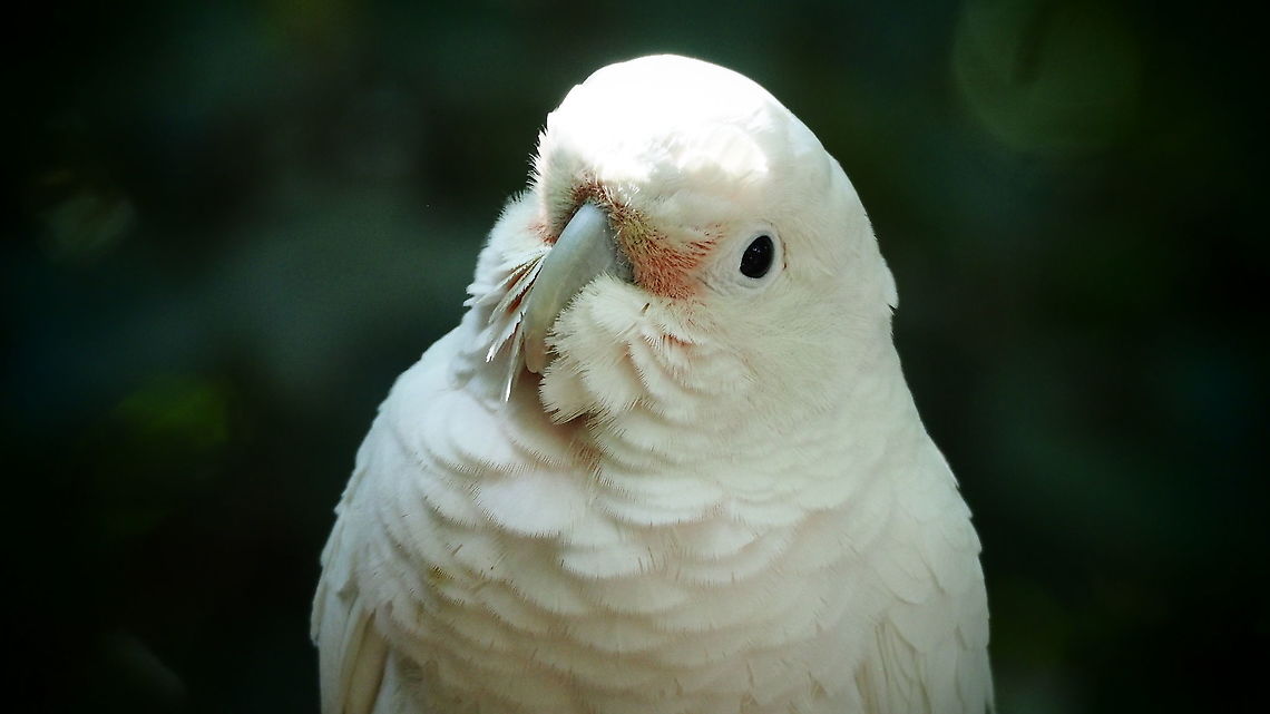 Goffins Cockatoo, Tanimbar Corella  Cacatua goffiniana,Tanimbar corella
