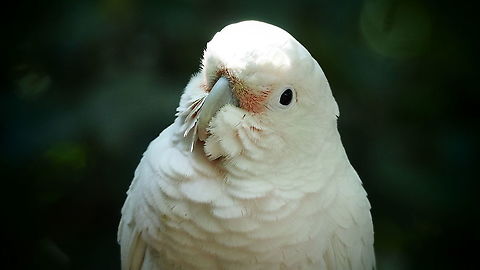 Goffins Cockatoo, Tanimbar Corella  Cacatua goffiniana,Tanimbar corella