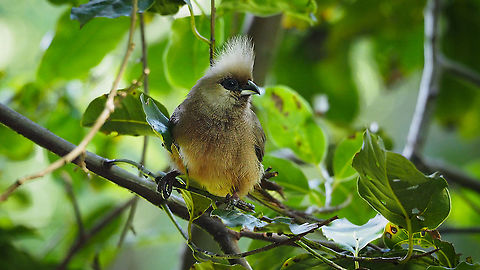 Speckled Mouse Bird OLYMPUS DIGITAL CAMERA Colius striatus,Geotagged,South Africa,Speckled Mousebird