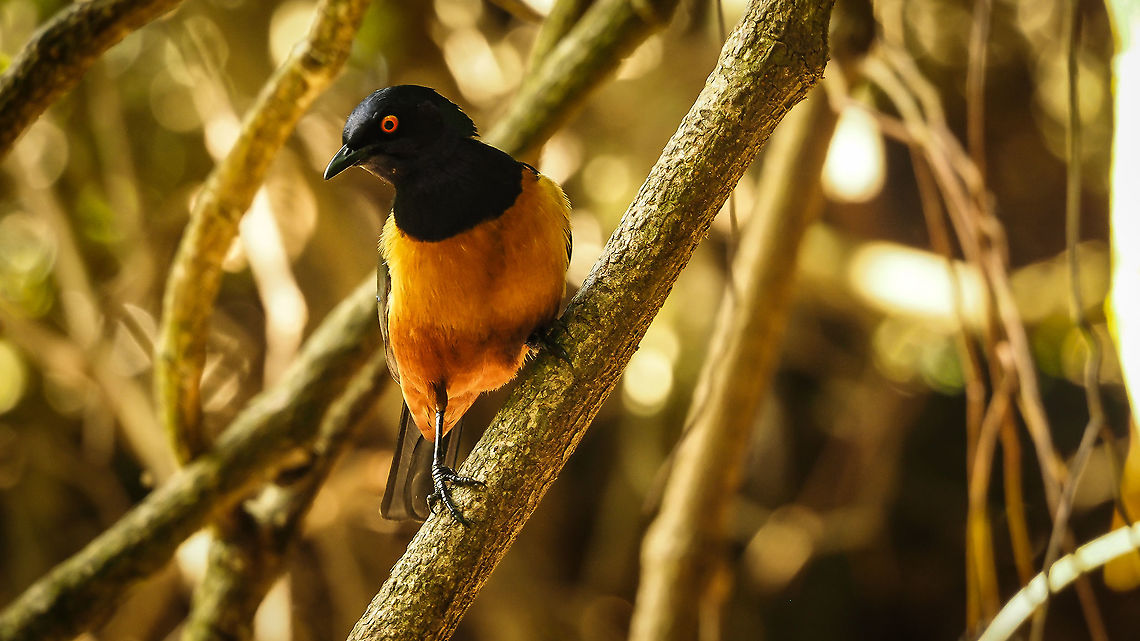 Hildebrandt Starling OLYMPUS DIGITAL CAMERA Geotagged,Hildebrandts starling,Lamprotornis hildebrandti,South Africa