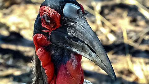 Ground Hornbill  Bucorvus leadbeateri,Geotagged,South Africa,Southern Ground Hornbill