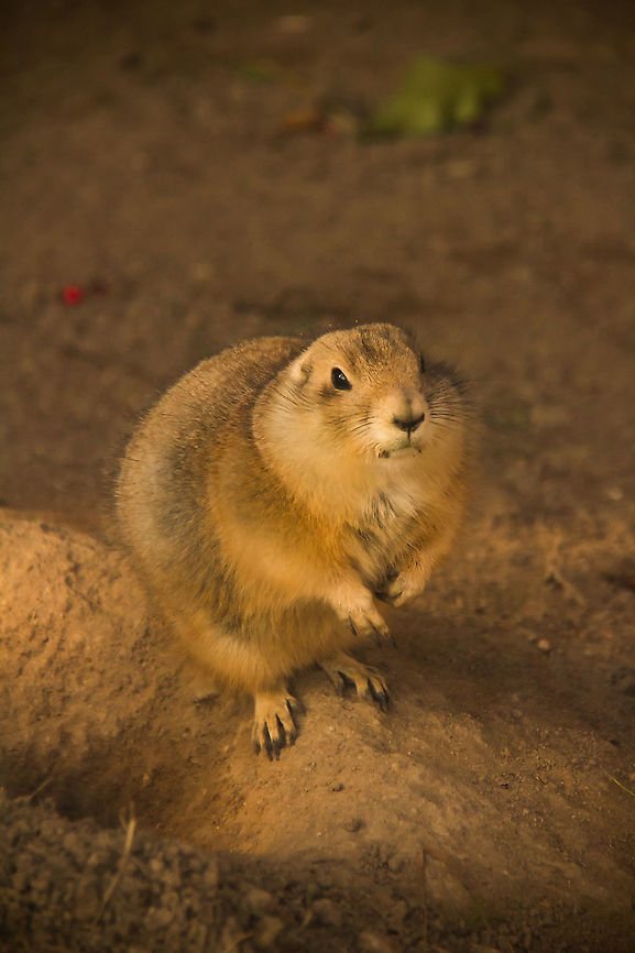 Black Tailed Prairie Dog  Cynomys ludovicianus,Fall,Geotagged,Germany,black-tailed prairie dog