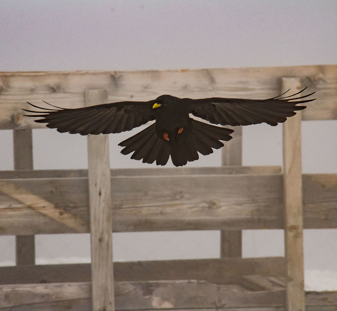 Alpine Chough  Alpine chough,Geotagged,Pyrrhocorax graculus,Summer,Switzerland