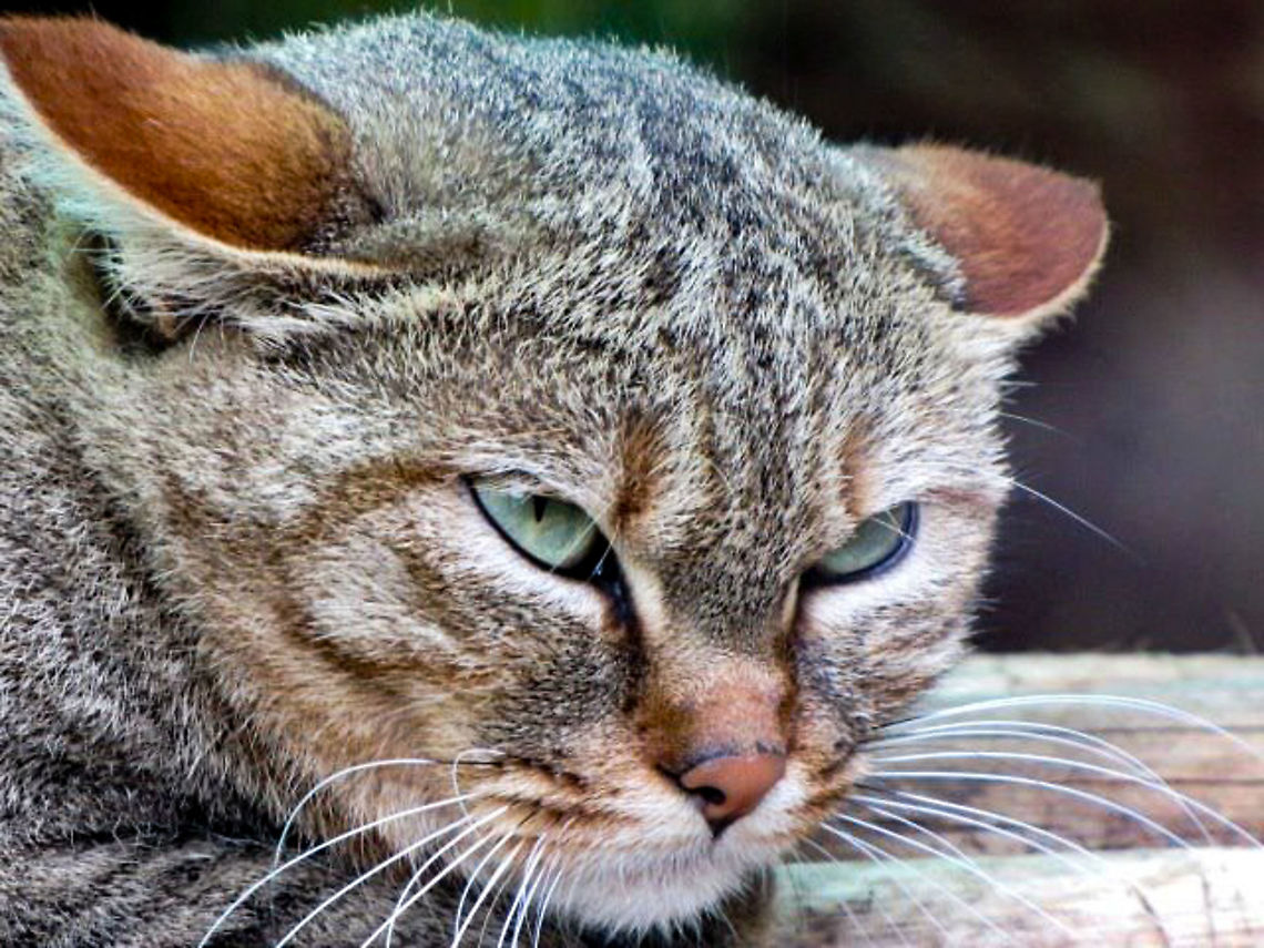 African Wild cat  African wildcat,Felis silvestris lybica,Geotagged,South Africa
