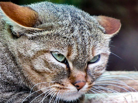 African Wild cat  African wildcat,Felis silvestris lybica,Geotagged,South Africa