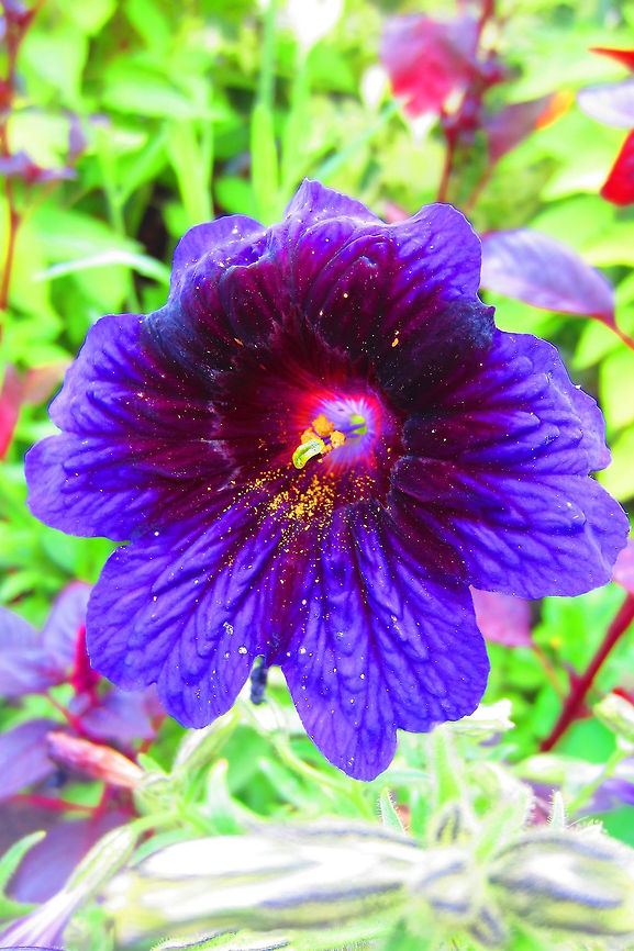 Kew Blue  Salpiglossis sinuata