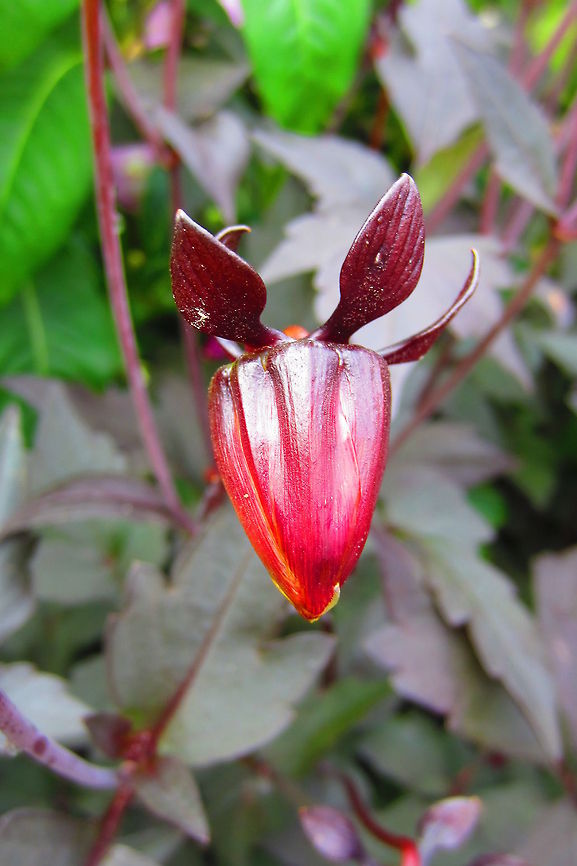 Red flower bud  Dahlia x hortensis Guillaumin,flower