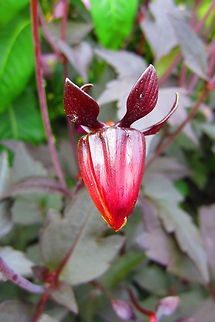 Red flower bud  Dahlia x hortensis Guillaumin,flower