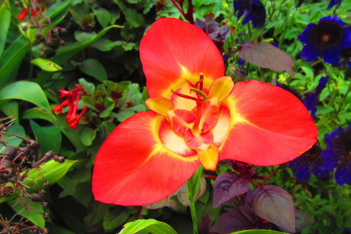 Red and Yellow Propeller Flower  red,vibrant,yellow