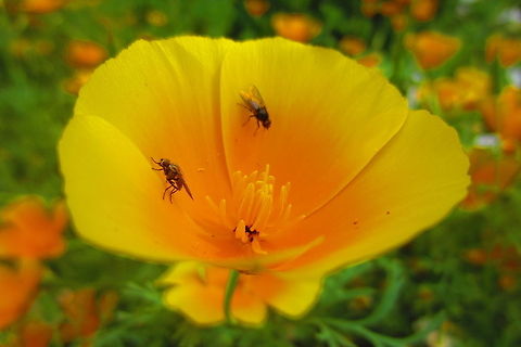 California Poppy  California Poppy,Eschscholzia californica
