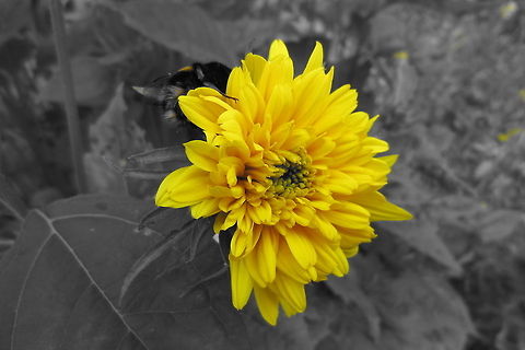 Yellow chrysanthemum  Chrysanthemum morifolium,bumblebee,yellow