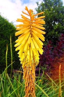 Kniphofia uvaria  Kniphofia uvaria