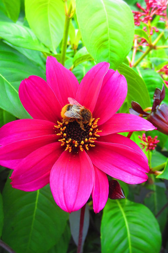 Bumble bee collecting pollen  Dahlia x hortensis Guillaumin