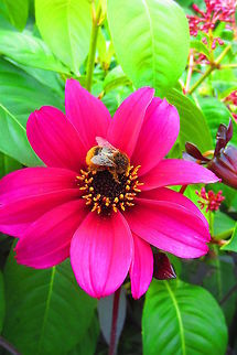 Bumble bee collecting pollen  Dahlia x hortensis Guillaumin