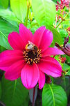 Bumble bee collecting pollen  Dahlia x hortensis Guillaumin