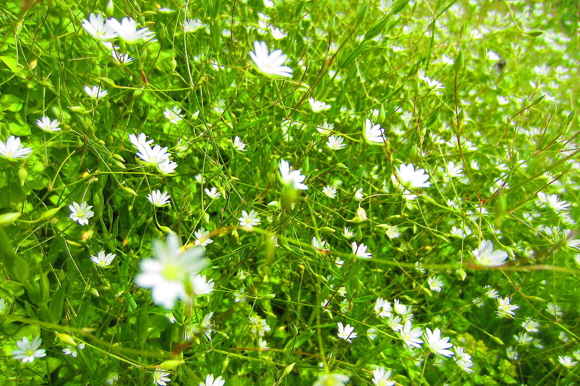 Tiny White Daisies